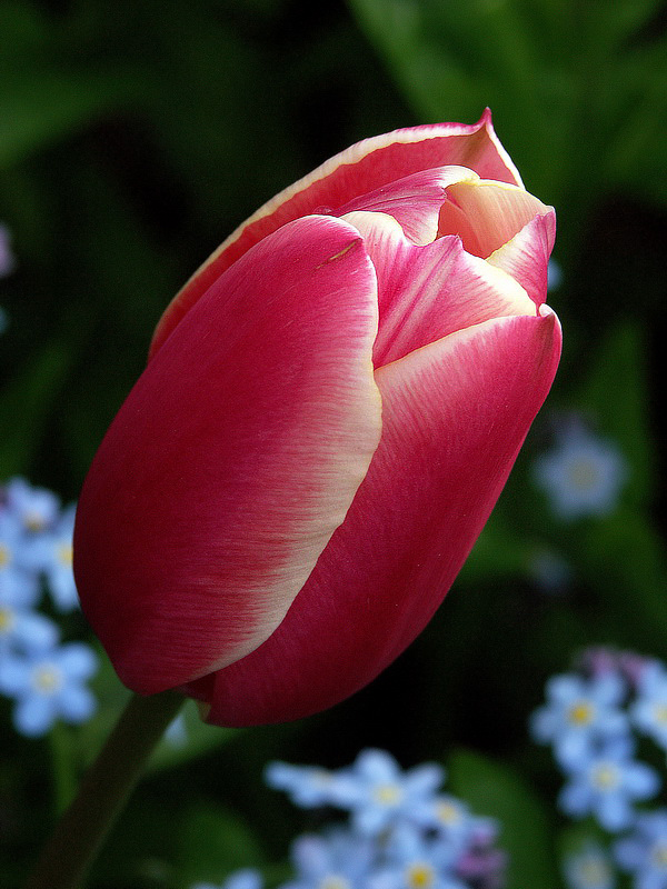 Blume  PICT 4935_Bildgröße ändern.jpg